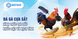 Đá Gà Cựa Sắt - Hình Thức Thi Đấu Khốc Liệt Và Kịch Tính